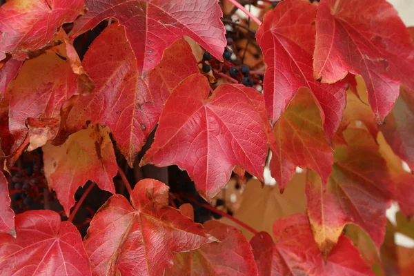 Leuchtend rote Blätter von wilden Trauben im Herbst — Stockfoto