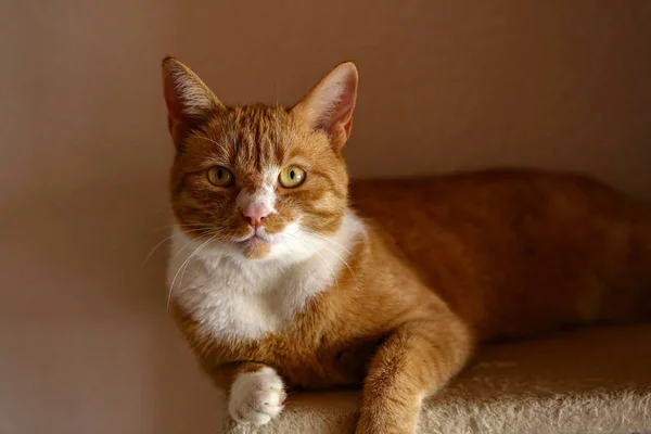 Hermoso gato rojo posa para la cámara del fotógrafo —  Fotos de Stock