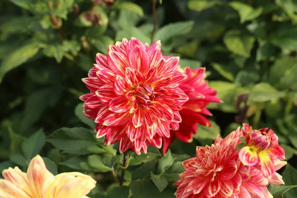 Magenta couleur Dalia fleur dans le parc — Photo