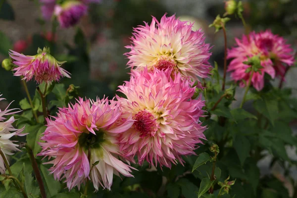 Magenta couleur Dalia fleur dans le parc — Photo