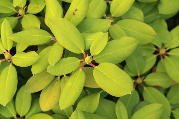 Ροδόδενδρα Είναι Γένος Της Οικογένειας Ericaceae — Φωτογραφία Αρχείου