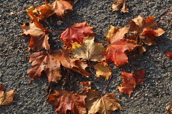 Jasné javorové listy leží na chodníku na podzim — Stock fotografie