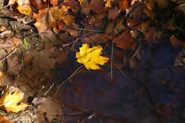 Gele esdoorn blad viel in een plas in de herfst — Stockfoto