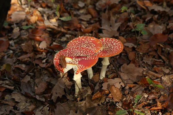 Closeup de cogumelo de muscaria amanita em um prado — Fotografia de Stock