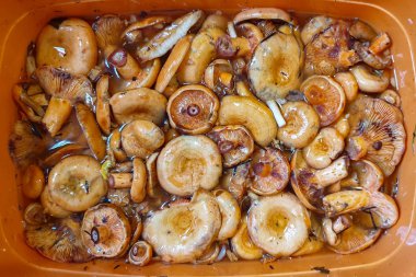 Suyla ıslanmış taze toplanmış safran mantarları.