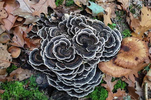 Trametes versicolor also known as Coriolus versicolor and Polyporus versicolor — Stock Photo, Image