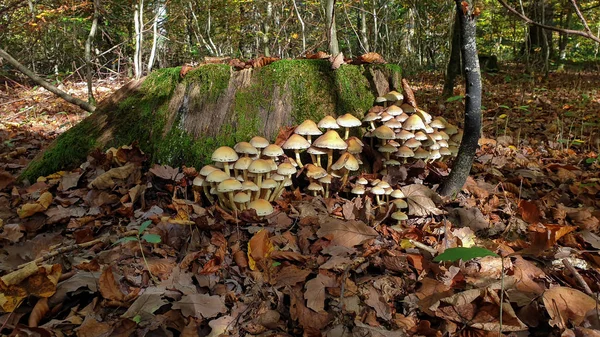 Pequenos cogumelos crescem na floresta em um toco — Fotografia de Stock