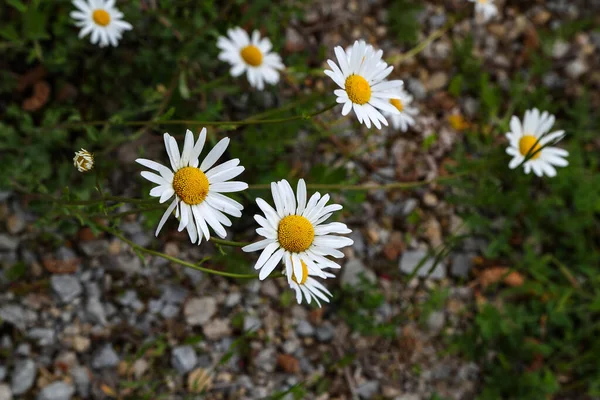 Skupina Bílých Sedmikrásek Louce — Stock fotografie