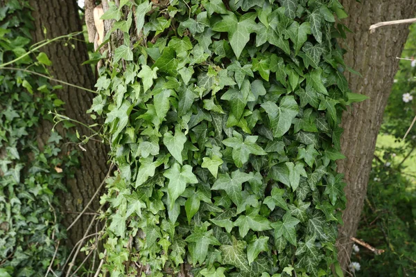 Листья Плюща Толстеют Дереве — стоковое фото