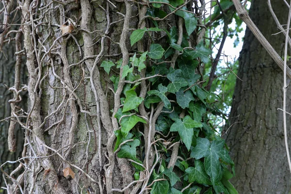 Folhas Hera Crescendo Grossas Árvore — Fotografia de Stock