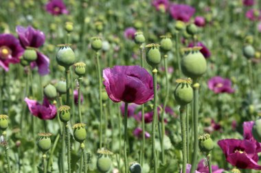 Kırmızı menekşe tarlası Yazın gelincik çiçeği.
