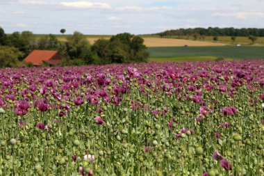 Kırmızı menekşe tarlası Yazın gelincik çiçeği.