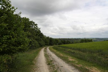 Bulutlu bir günde mısır gevreği tarlalarıyla yaz manzarası.