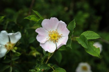 Yaban gülü çalısı baharda açar. Pastel tonlarda narin pembe bir gül ağacı çiçeği..