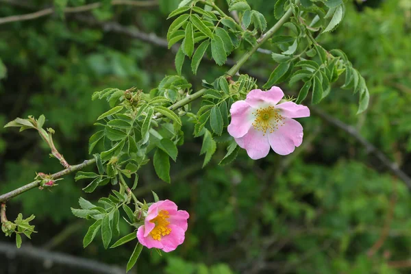 野生のバラブッシュは春に咲く パステルトーンの繊細なピンク色で明るい美しいバラの花 — ストック写真