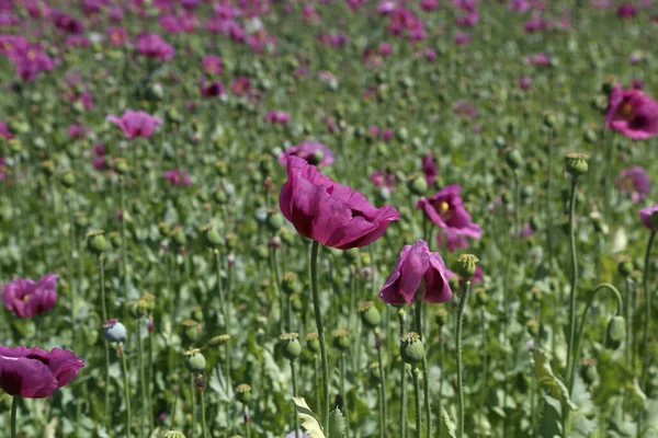 Kırmızı menekşe tarlası Yazın gelincik çiçeği.
