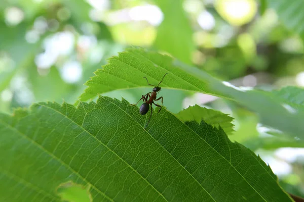 Black ant runs on a green leaf.
