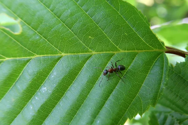 Černý Mravenec Běhá Zeleném Listu — Stock fotografie