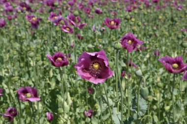 Kırmızı menekşe tarlası Yazın gelincik çiçeği.