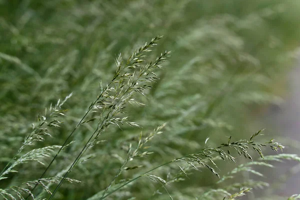 緑の背景に野生の草のスパイク — ストック写真