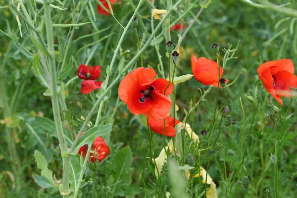 Beautiful Wild Poppy Flower Meadow — Stock Photo, Image