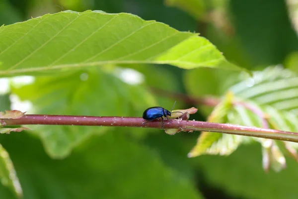 Besouro azul na folhagem na floresta — Fotografia de Stock