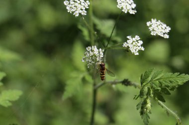 Ormanda beyaz bir çiçeğin üzerinde uçan güzel bir sinek.