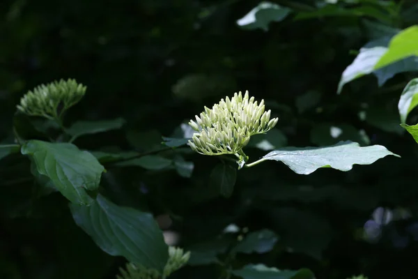 Cornus controversa in bloom in the arboretum