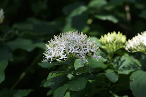 Cornus controversa in bloom in the arboretum