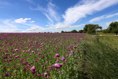 Kırmızı menekşe tarlası Yazın gelincik çiçeği