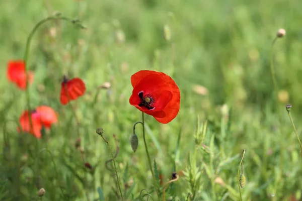 Belle fleur de pavot sauvage dans la prairie — Photo