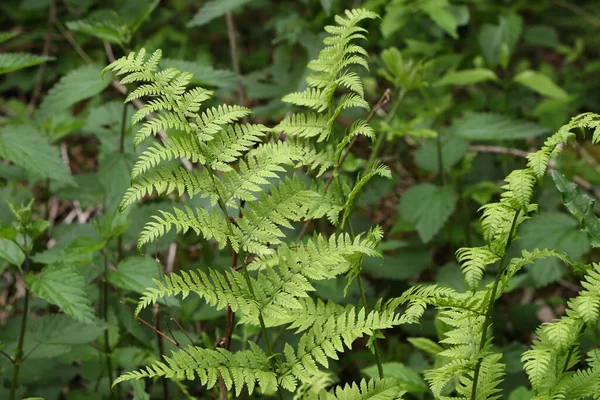 Belles Fougères Vertes Dans Forêt Printemps — Photo