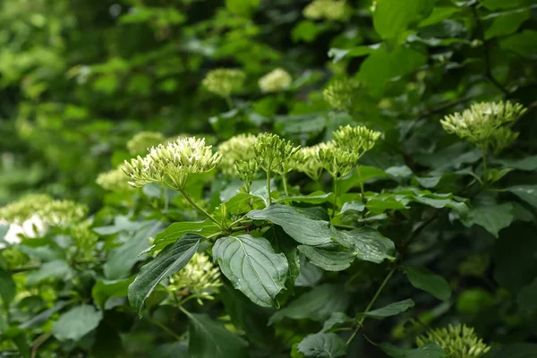 Cornus controversa em flor no arboreto — Fotografia de Stock