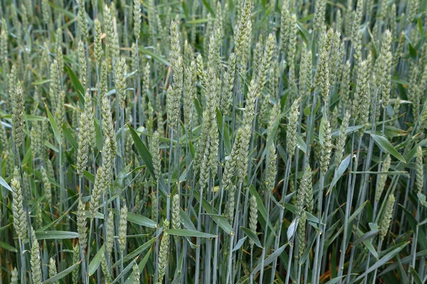 初夏の緑の小麦の耳 — ストック写真