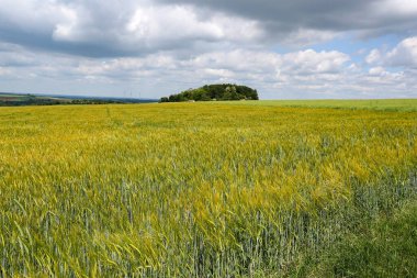 Buğday tarlalarıyla yaz manzarası. Tarlalarda yeşil kış ekinleri yükselmeye başladı.