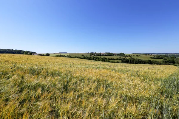 Літній Пейзаж Полями Вух Пшениці Зелені Озимі Культури Полях Почали — стокове фото