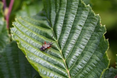 Yeşil yapraklı pis bir böcek, yakın plan..