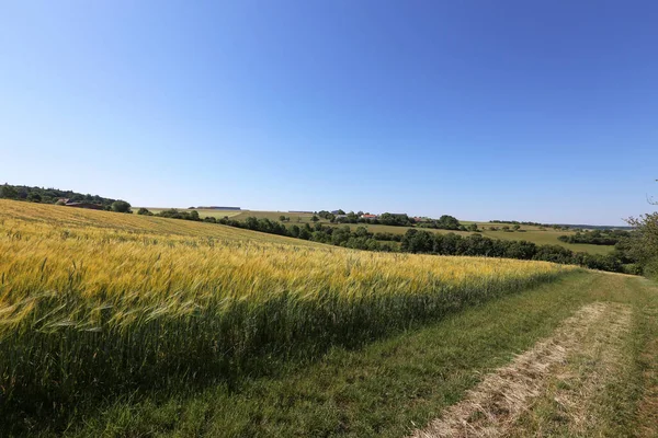 Літній Пейзаж Полями Вух Пшениці Сонячний День — стокове фото