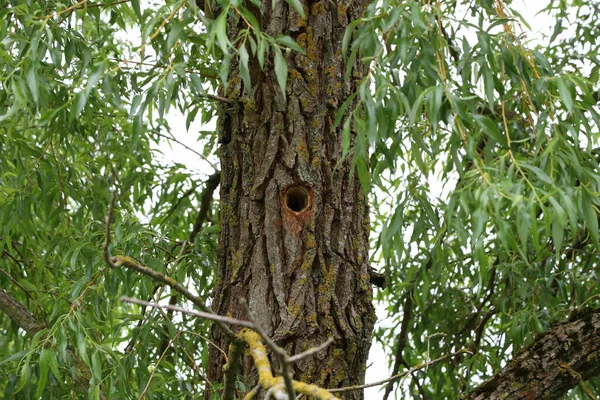 Creux Creusé Dans Tronc Arbre Dans Forêt — Photo