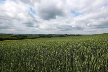 Bulutlu bir günde yeşil buğday tarlası.