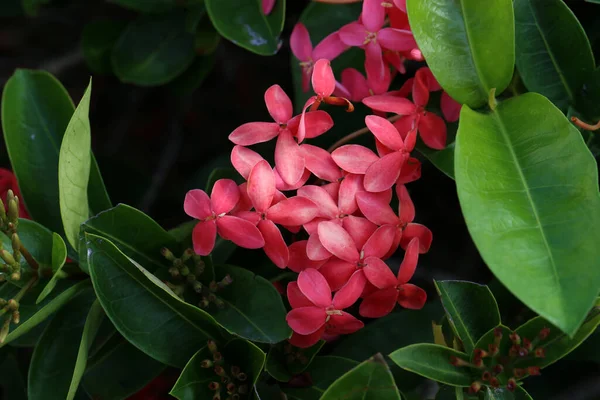 Lindas Flores Vermelhas Uma Planta Tropical Jardim Botânico — Fotografia de Stock