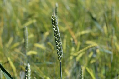 Yeşil buğday ve çavdar tarlasında yetişir..