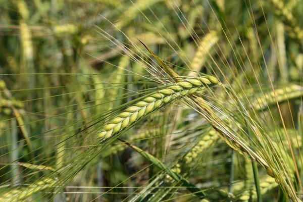 野原では緑の小麦とライ麦の穂が育つ — ストック写真