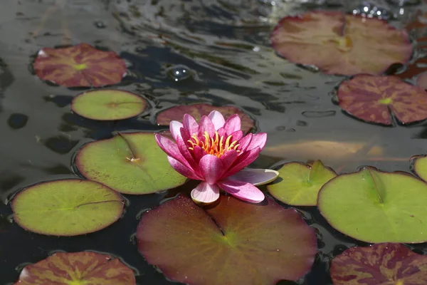 Güzel Pembe Zambağı Veya Nilüfer Çiçeği — Stok fotoğraf