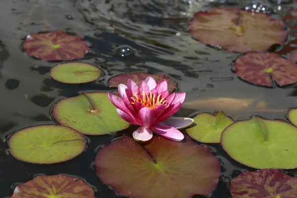 美しいピンクの睡蓮または蓮の花 — ストック写真