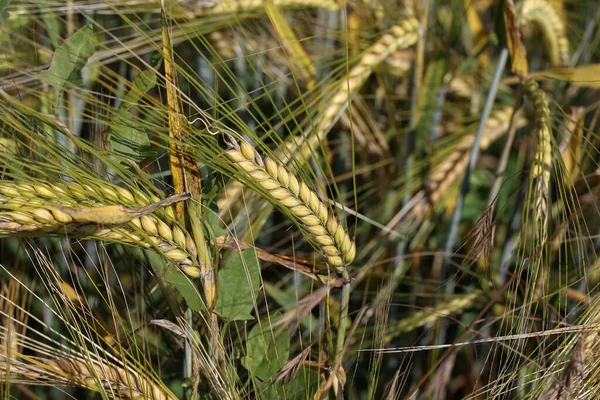 夏の日に大麦のフィールド — ストック写真