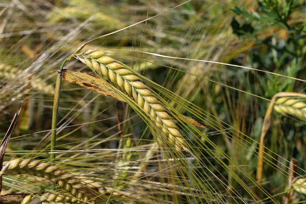 Fält Korn Sommardag — Stockfoto