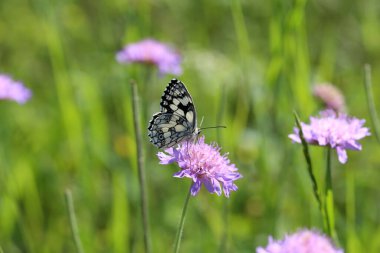 Güzel bir kelebek bir çiçeğe oturur ve nektar toplar..