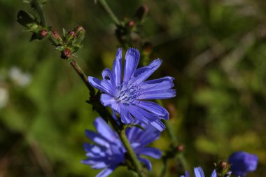 Çayırda açık mavi Cichorium çiçeği.