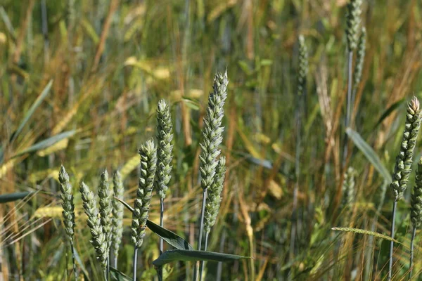春の畑で自然の中で若い緑の小麦のジューシーな新鮮な耳 — ストック写真